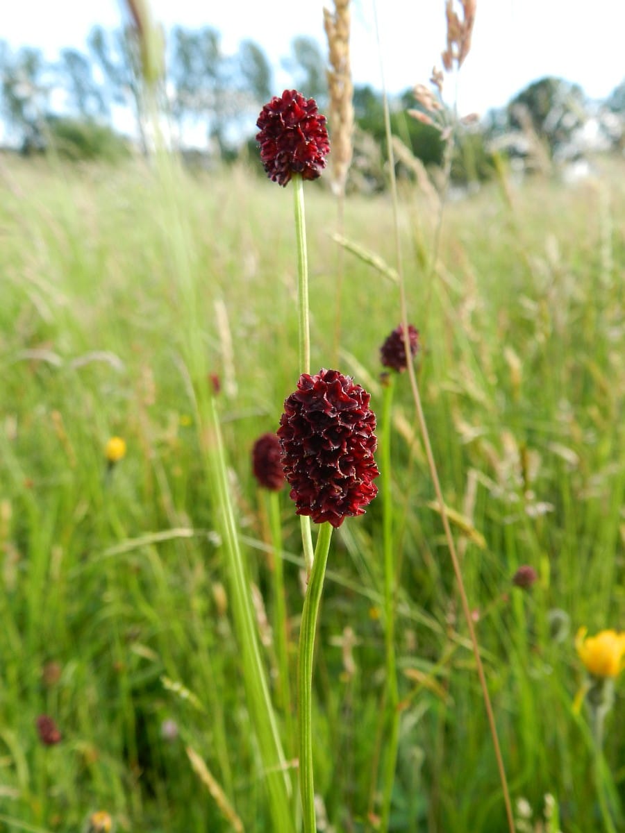 ’t Rood Wit en Blauw onzer Velden
