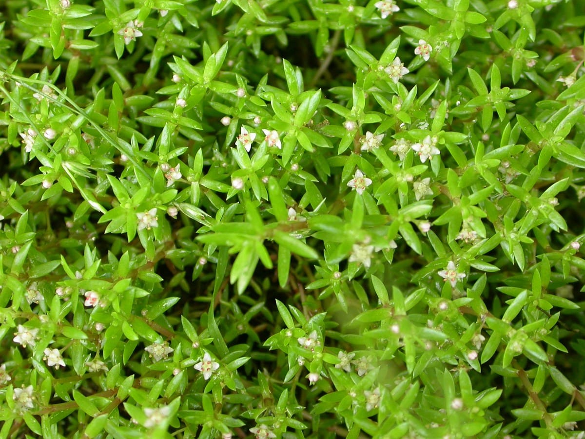 Actie bestrijding watercrassula in het Land van Anna