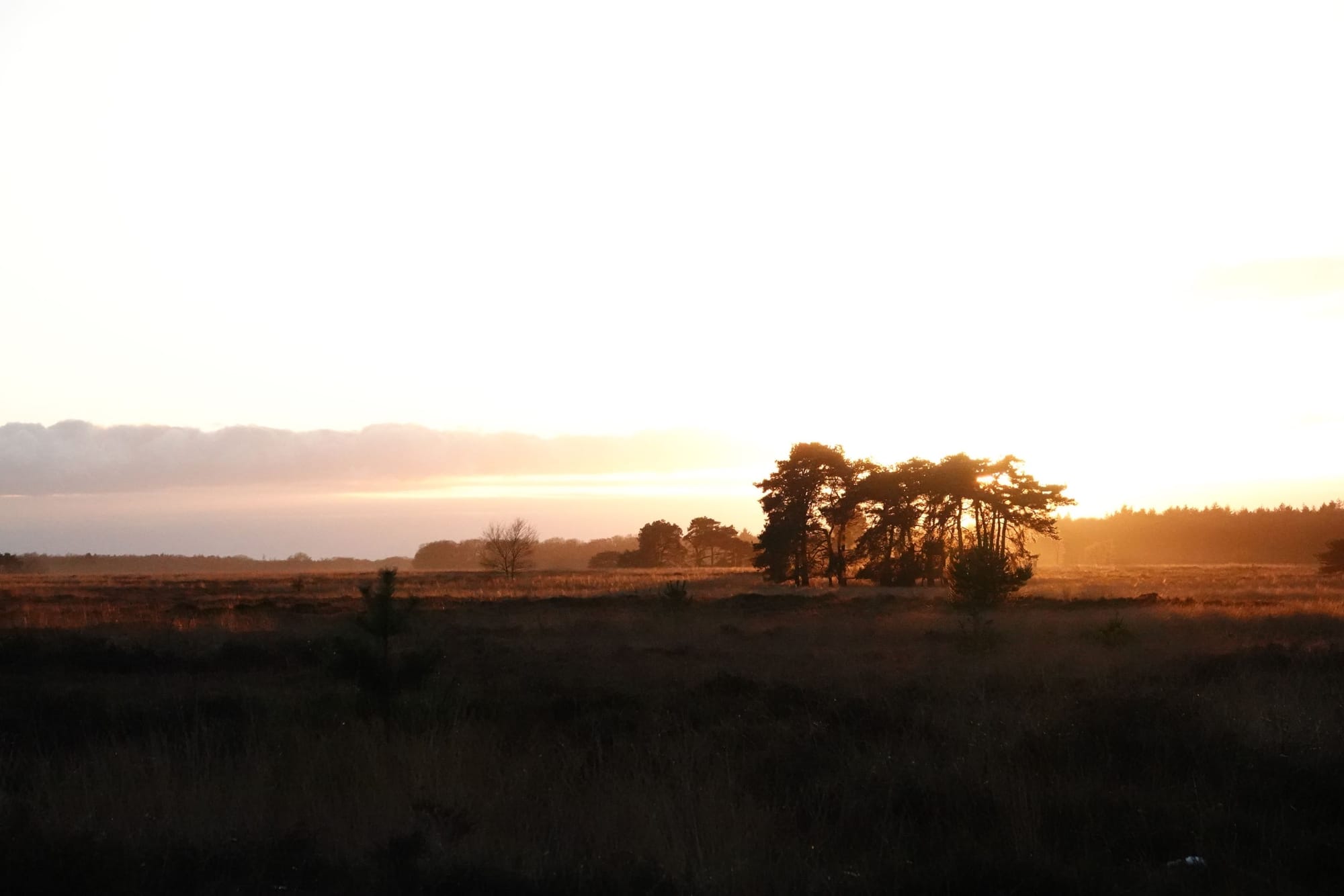 Nachtzwaluwen, een telling op de Regte  Heide