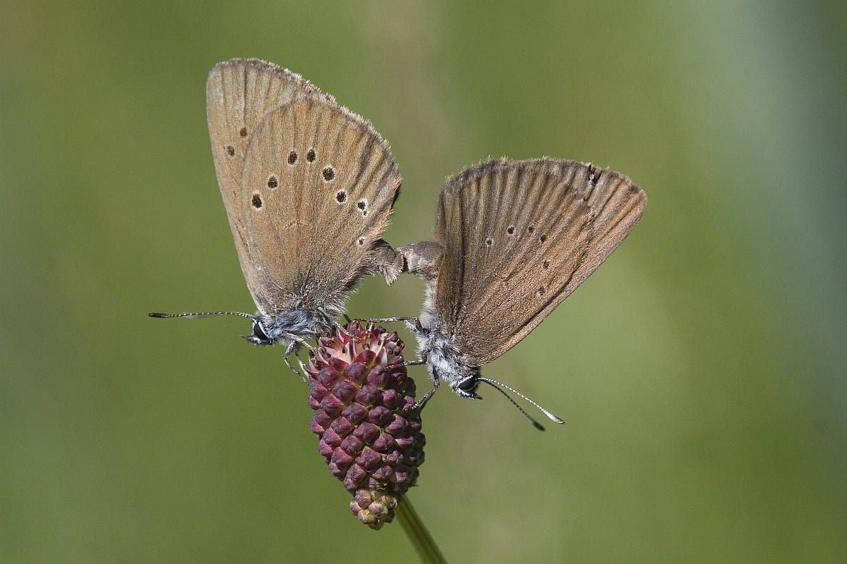 Donker pimpernelblauwtje - Foto: Mark Zekhuis - Saxifraga