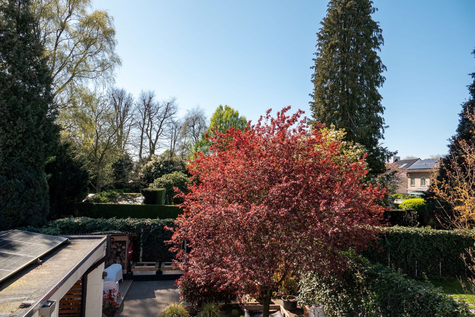 Conceptnota Bomenkap en Herplantplicht behoeft herziening - doet u mee?