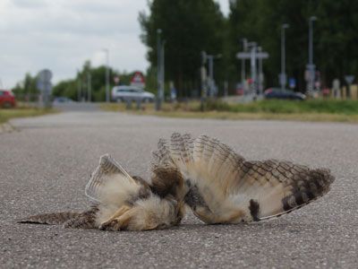 Aandacht voor doodgevonden dieren