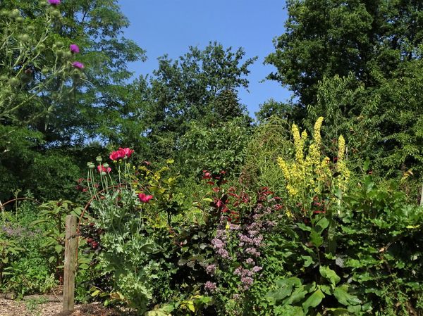 Naturentuin, dromen en doen