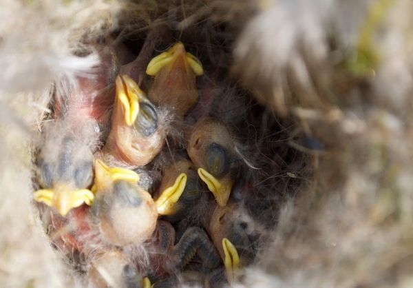 Dode mezen in nestkastjes in Goirle