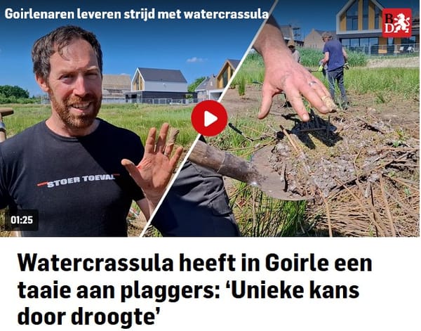 Hoe een invasieve plant verbindingen tot stand brengt…