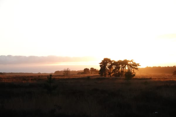 Nachtzwaluwen, een telling op de Regte  Heide