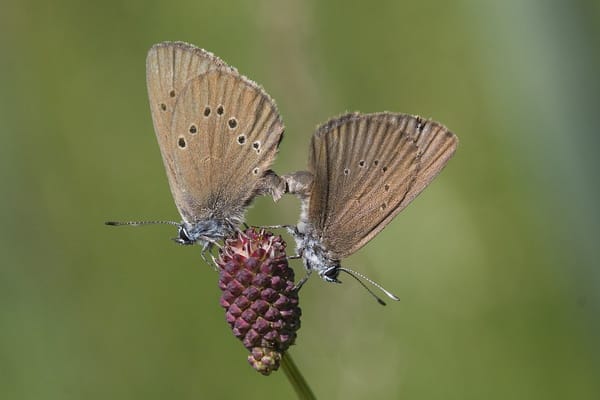 Donker pimpernelblauwtje - Foto: Mark Zekhuis - Saxifraga