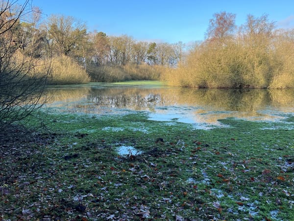 De watercrassula: uitroeien of onderdrukken?  Lezing door  Janneke van der Loop