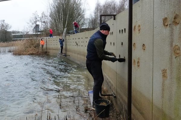 Oeverzwaluwenwand klaar voor het broedseizoen!