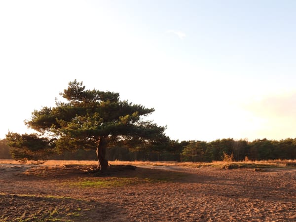 Bomen