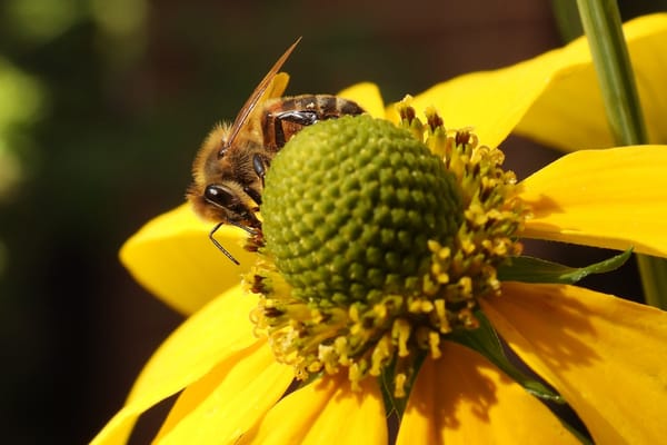 Basiskwaliteit Natuur