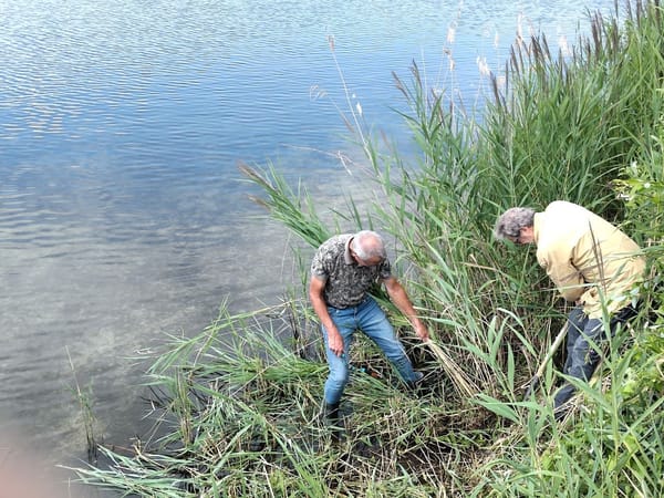 Onderhoud Oeverzwaluwwand Westplas