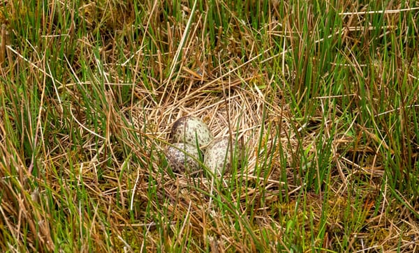 Weidevogels