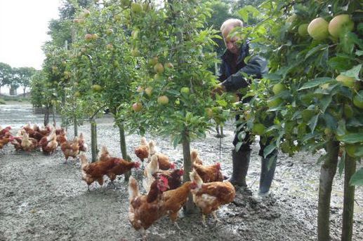 Agroforestry-bos bij de familie Van Roessel op boerderij De Regte Heijden in Riel