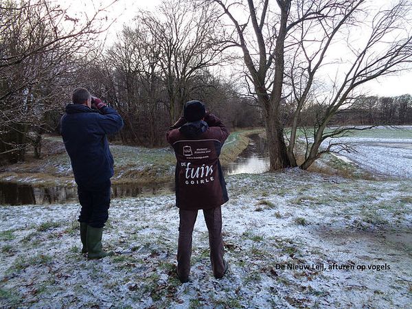 Watervogeltelling Abcovense plas-Nieuw Leij-Oude Leij