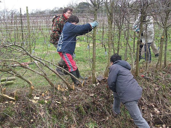 Kom helpen bij Wijngaard Steenvoorde